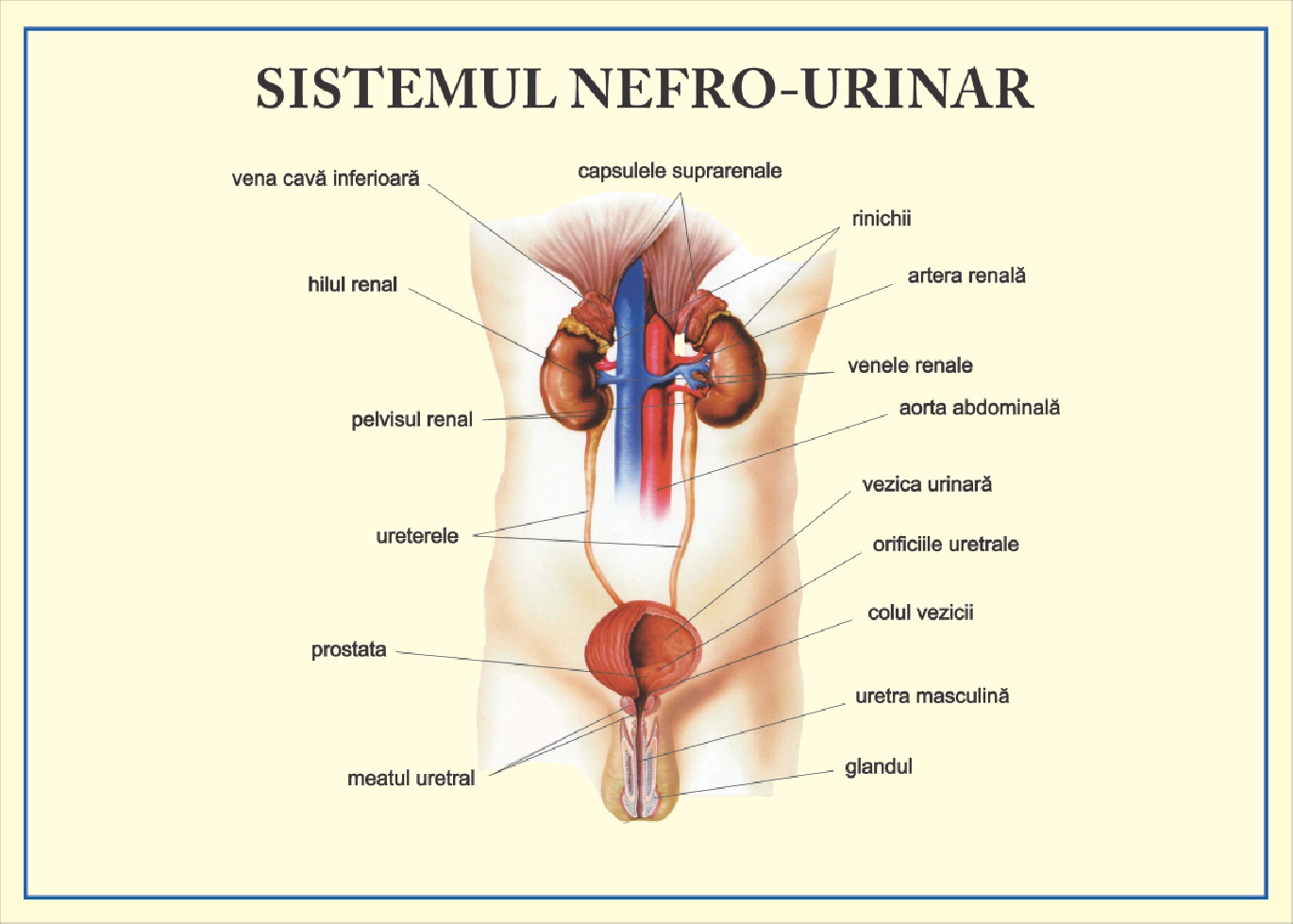Sistemul nefro-urinar