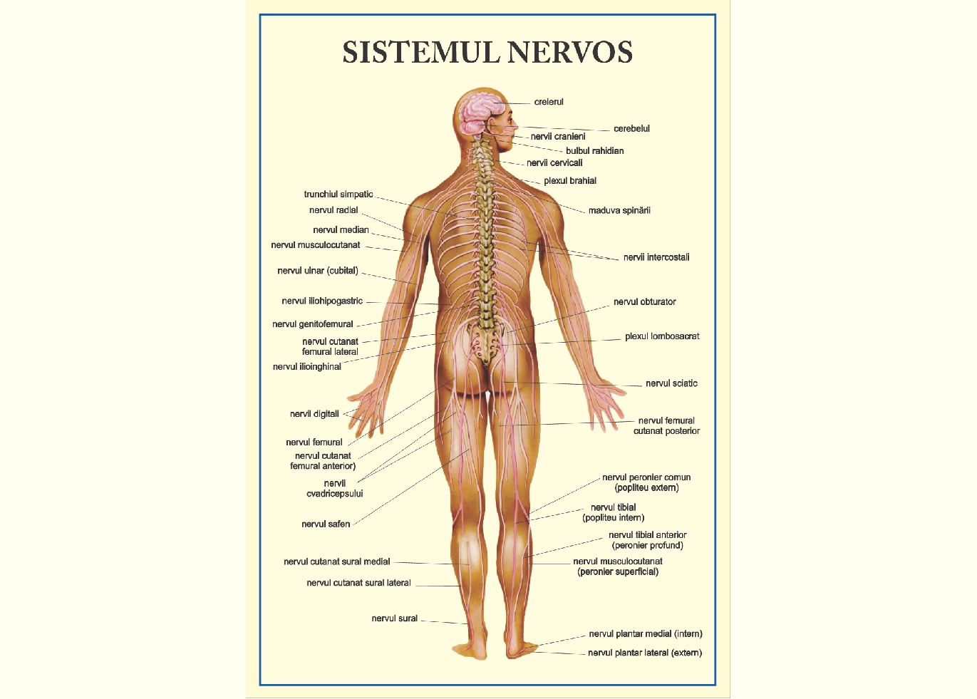 Sistemul nervos - tip vedere