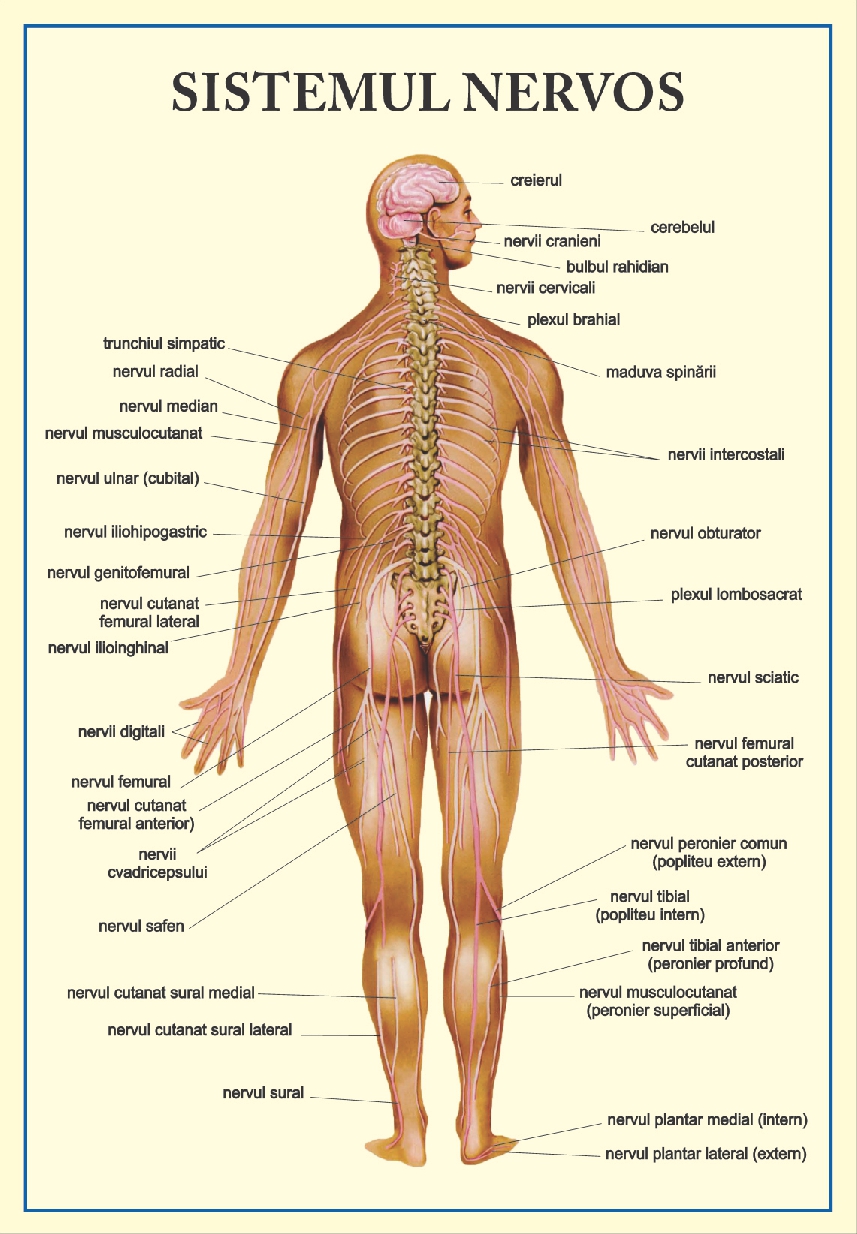 Sistemul nervos - tip portret