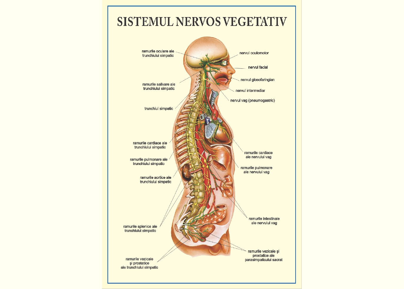 Sistemul nervos vegetativ - tip vedere