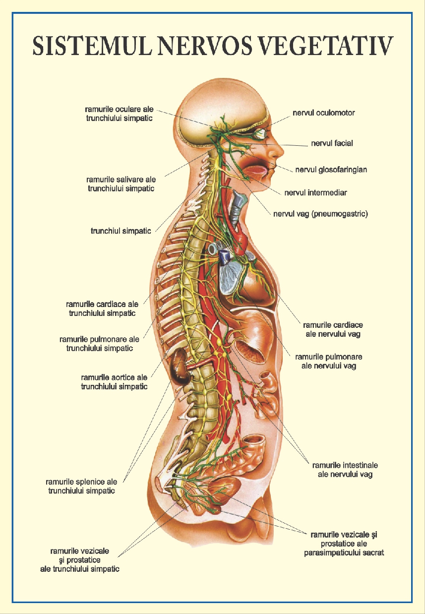 Sistemul nervos vegetativ - tip portret