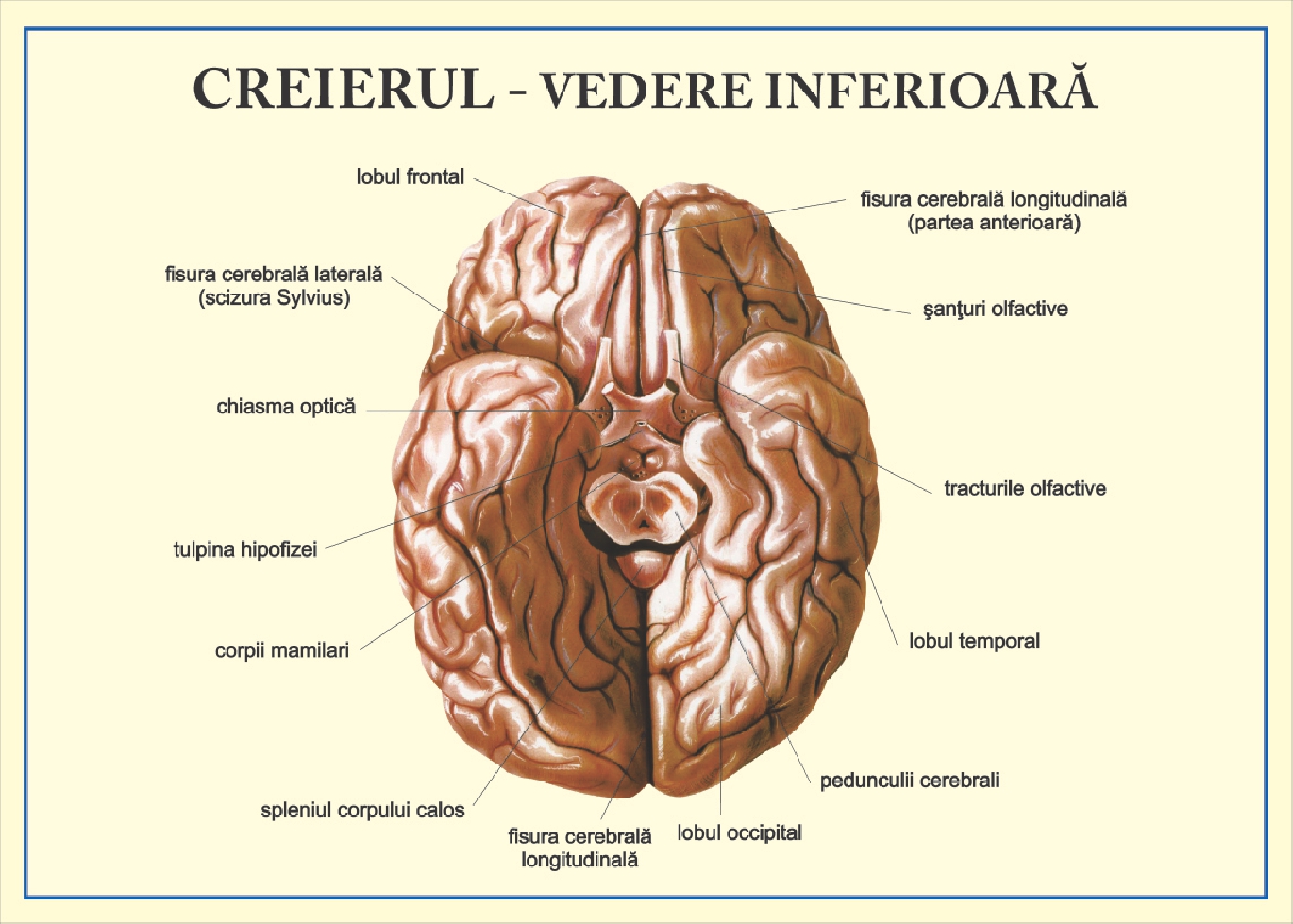 Creierul - vedere inferioara