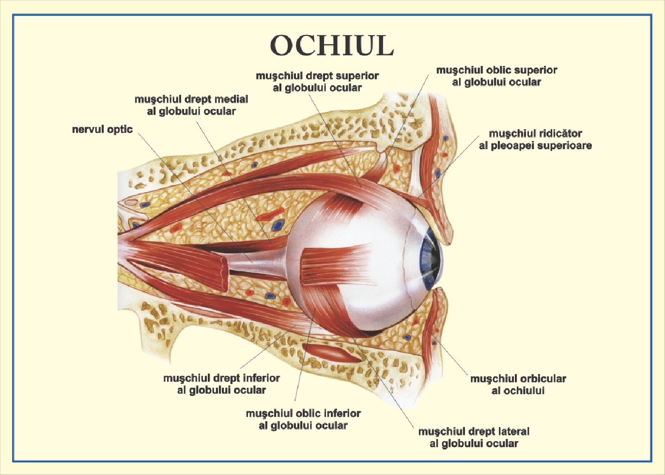 Ochiul