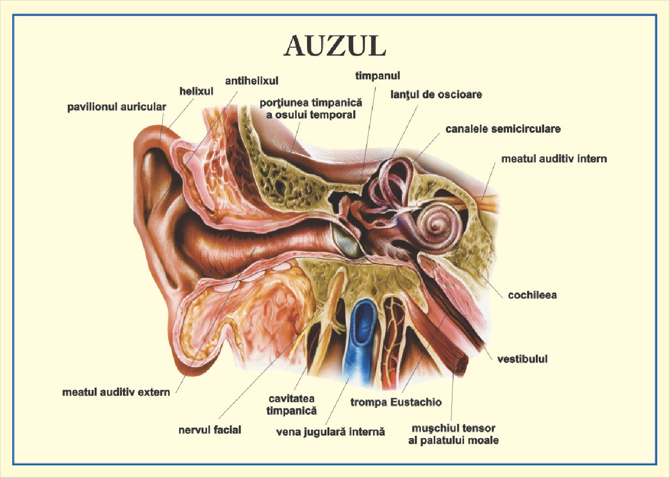 Auzul