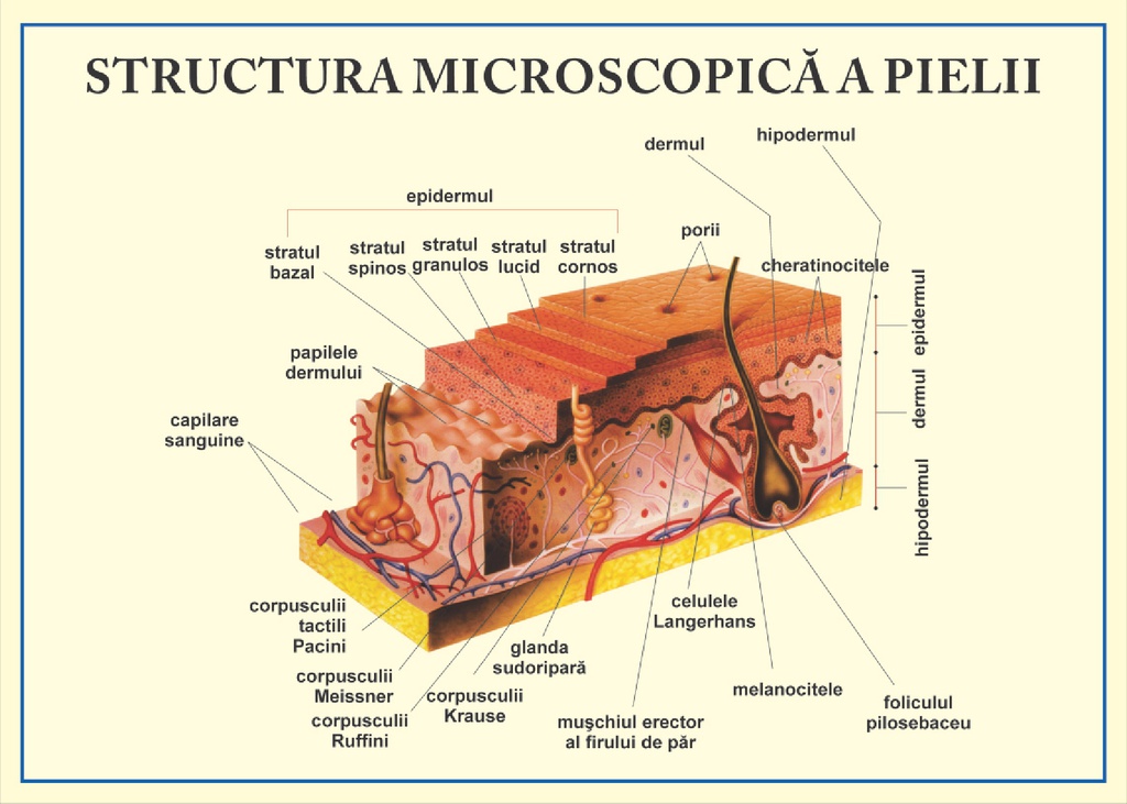 Structura microscopica a pielii